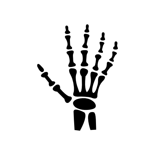 Human hand bones