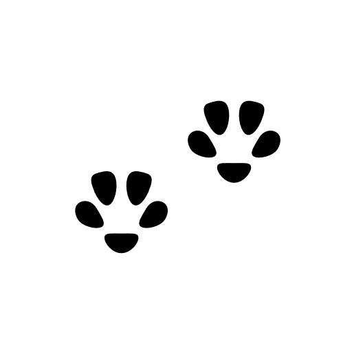 Cat footprints